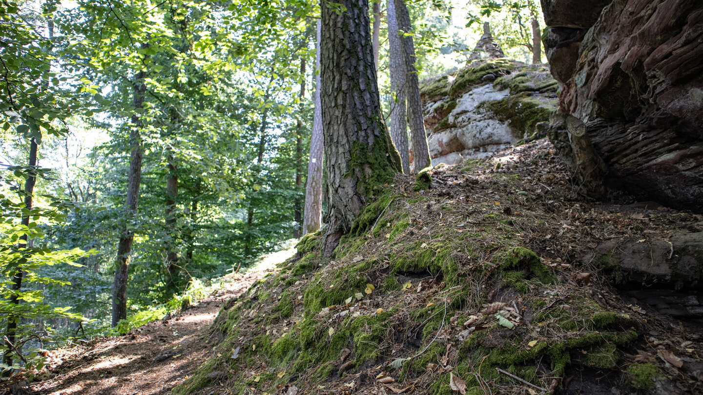 Anstieg zum Löffelsberg: Zwischen Fels und Kiefern gewinnt der Pfad an Höhe.