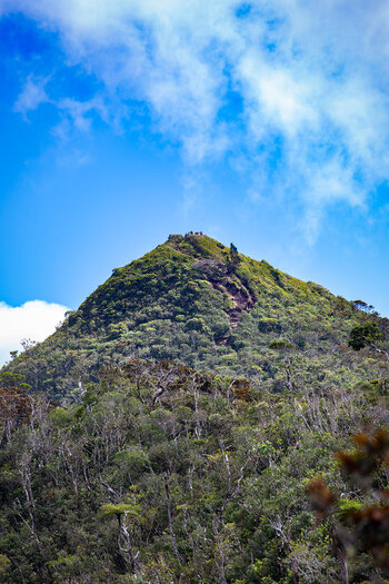 Gipfel des Piton de la Petite Rivière Noire auch Black River Peak