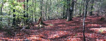 Waldpfad am Urwaldsteig Edersee