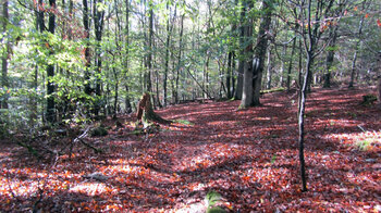 Waldpfad am Urwaldsteig Edersee