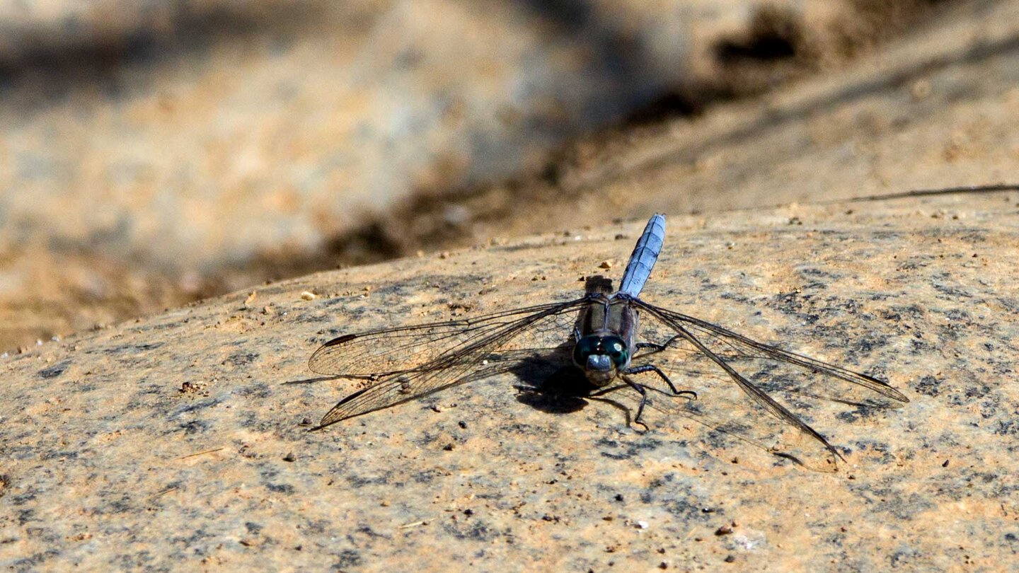 der Rahmreif Blaupfeil im Barranco de las Peñitas