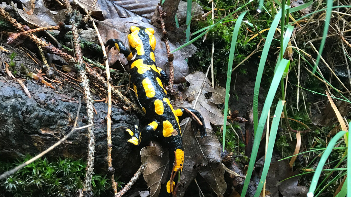Feuersalamander