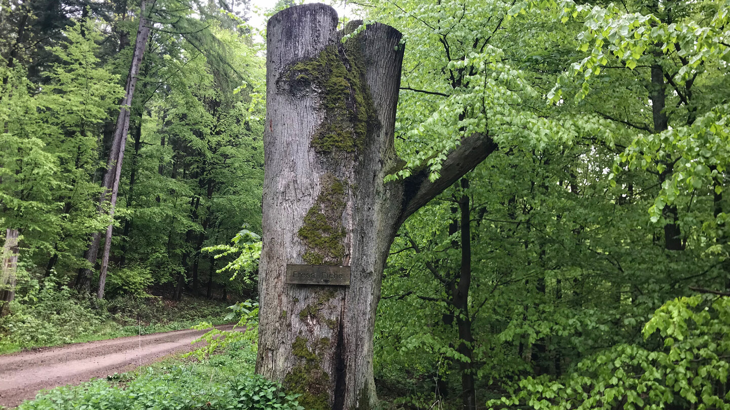 Naturdenkmal Fresseiche