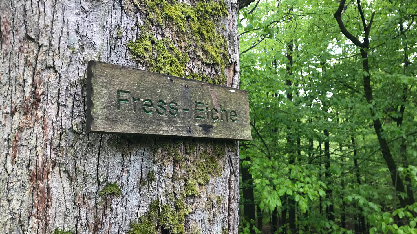 das Hinweisschild Fresseiche