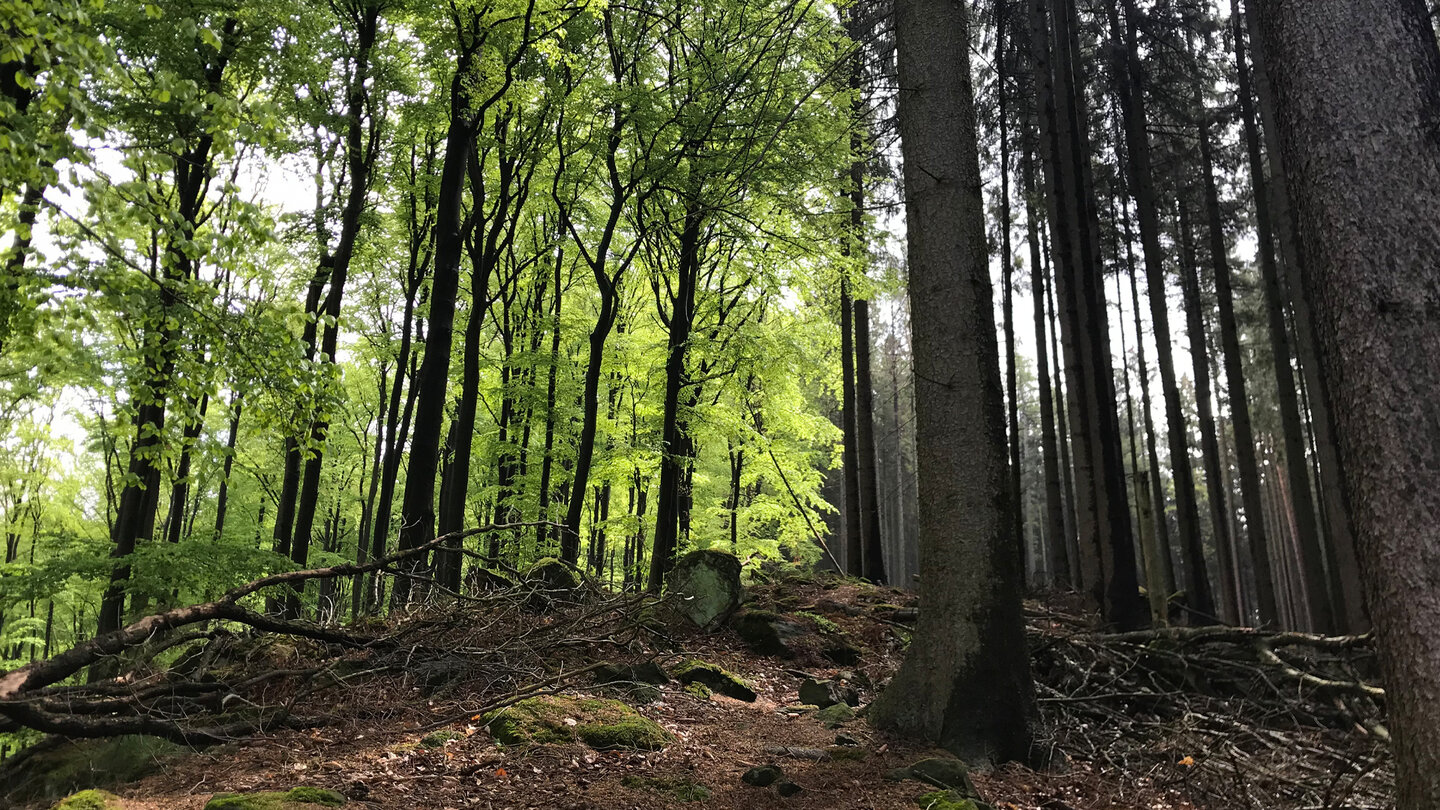 Farbenspiel zwischen Laubbäumen und Nadelwald