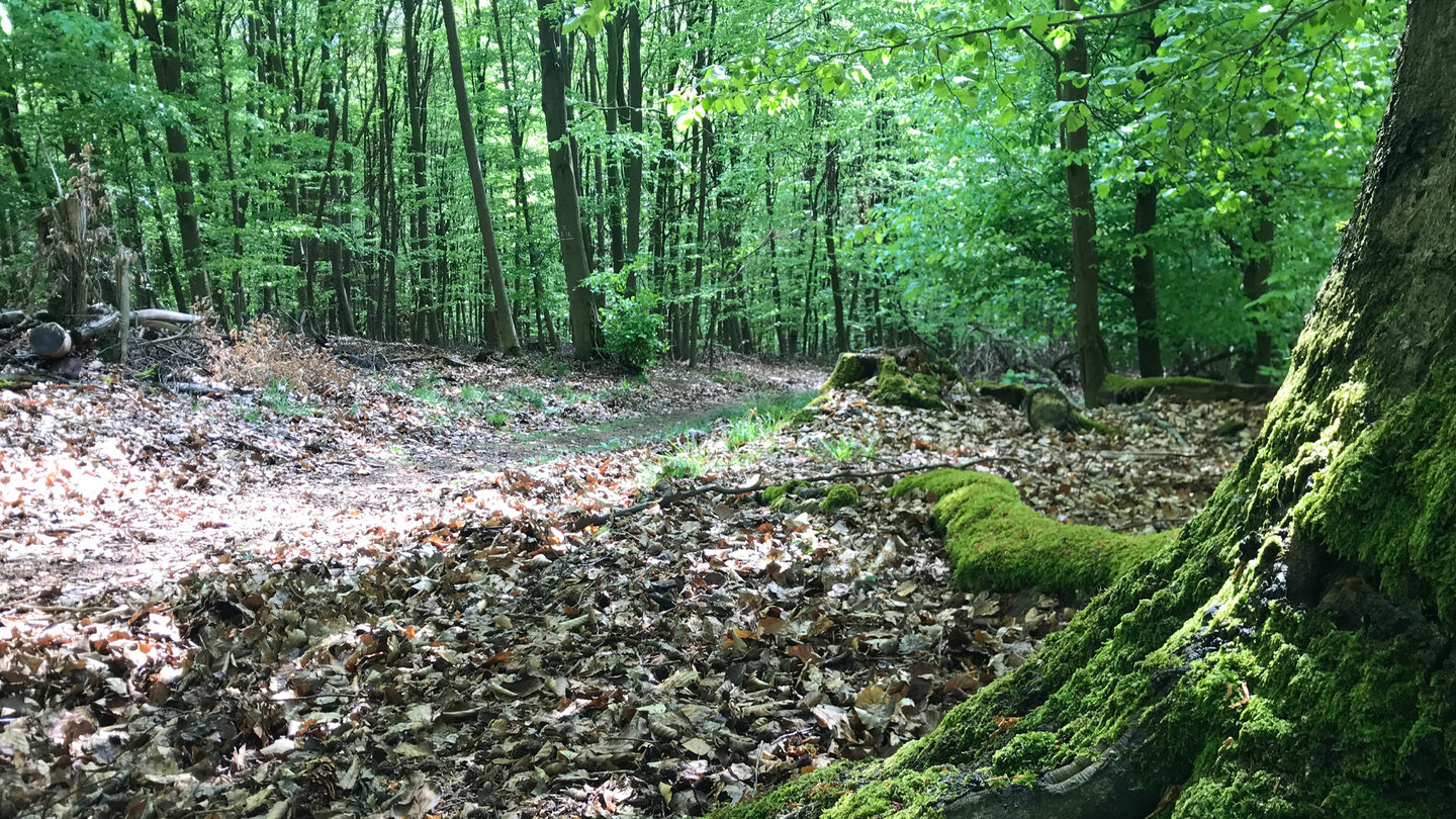 bemooste Bäume am Waldweg