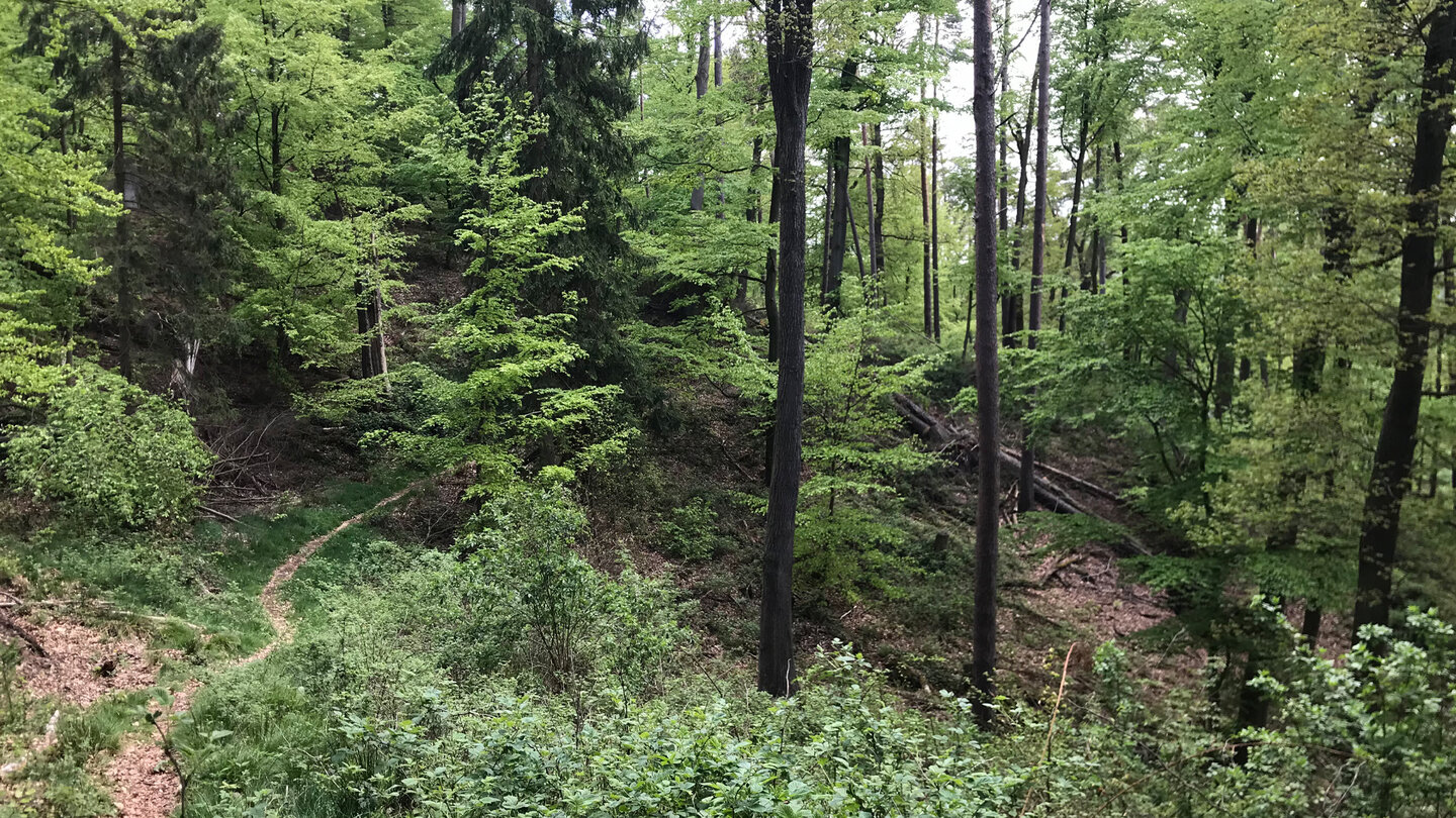 schmaler Pfad durch den grünen Wald