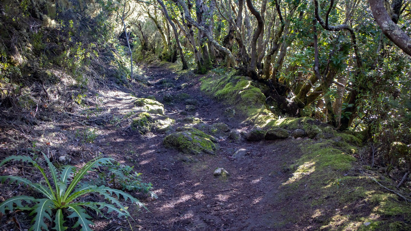 Wanderweg PR TF-59 im Baumheide-Buschwald zwischen Las Portales der Cumbre de Bolico