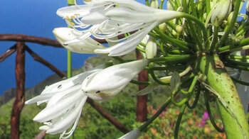 Blütenpracht am Aussichtspunkt Teleférico Achadas da Cruz