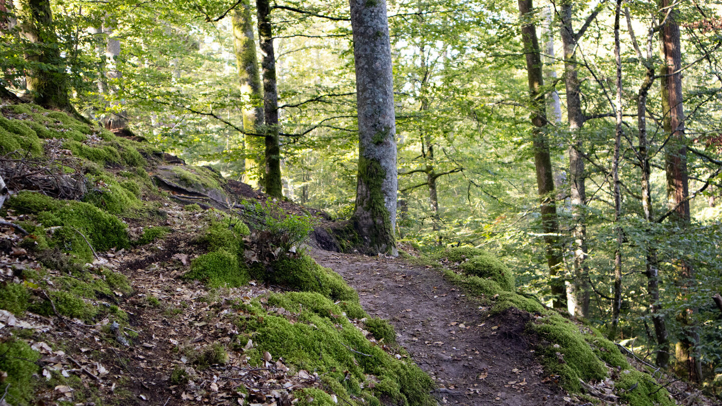 Wanderpfad zum Erbsenfelsen