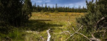 Hohlohseemoor bei Kaltenbronn