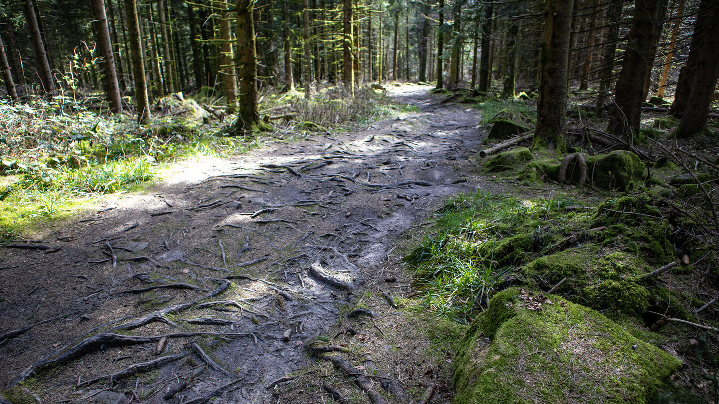 Wurzelweg am Renchtalsteig