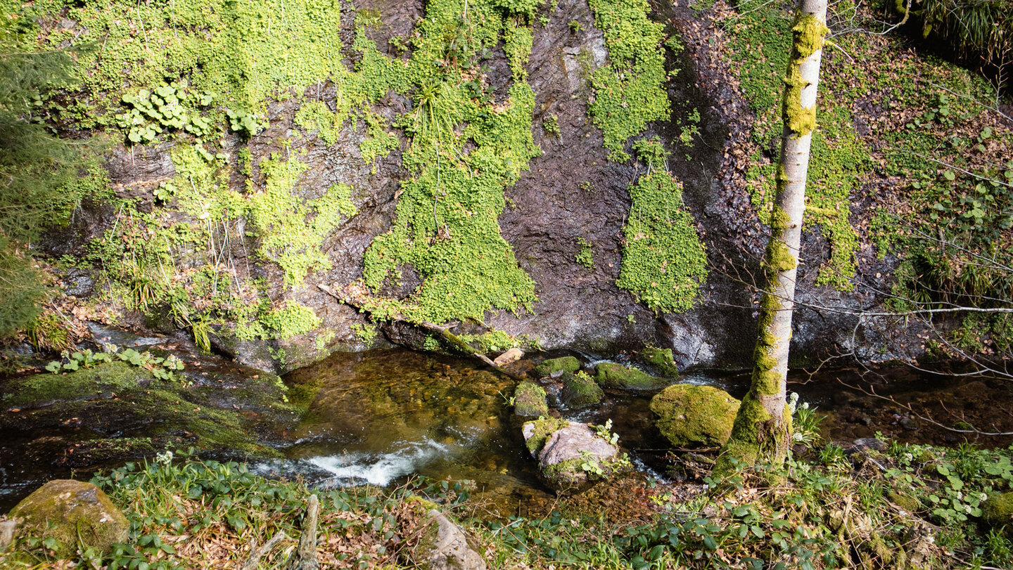 Bachlauf der Wilden Rench am Fuße einer Felswand