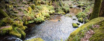 Bachlauf der Wilden Rench