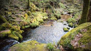 Bachlauf der Wilden Rench