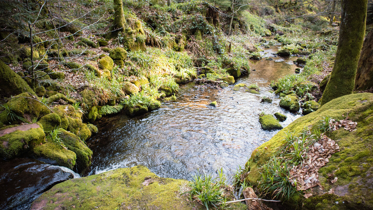 Bachlauf der Wilden Rench