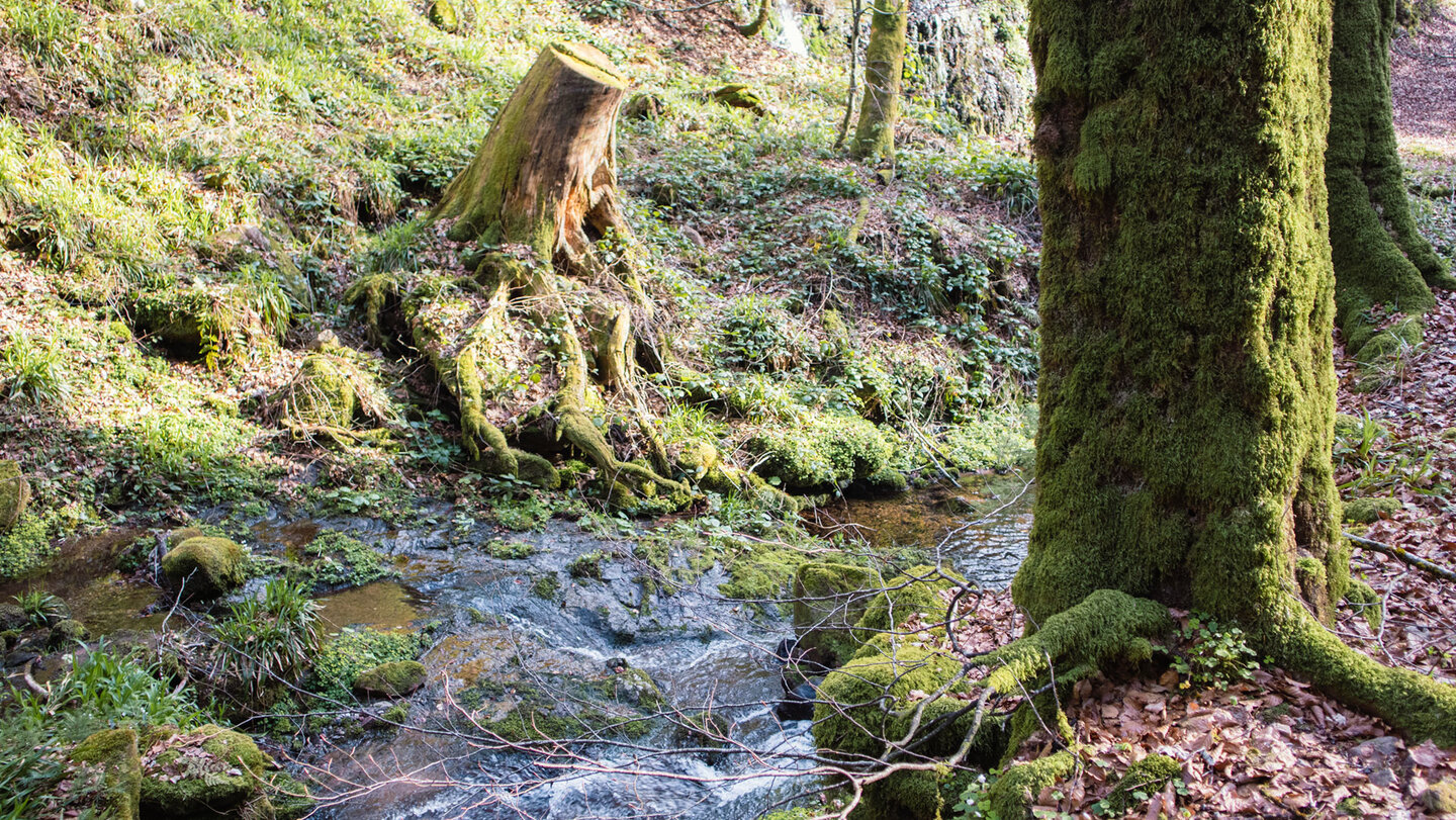 bemooste Bäume am Wanderweg