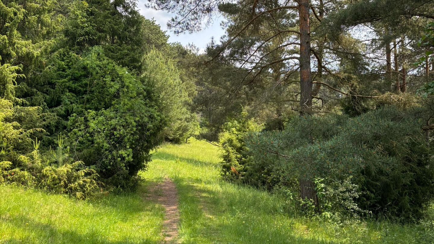 Wanderpfad in der Wiesenthaler Schweiz