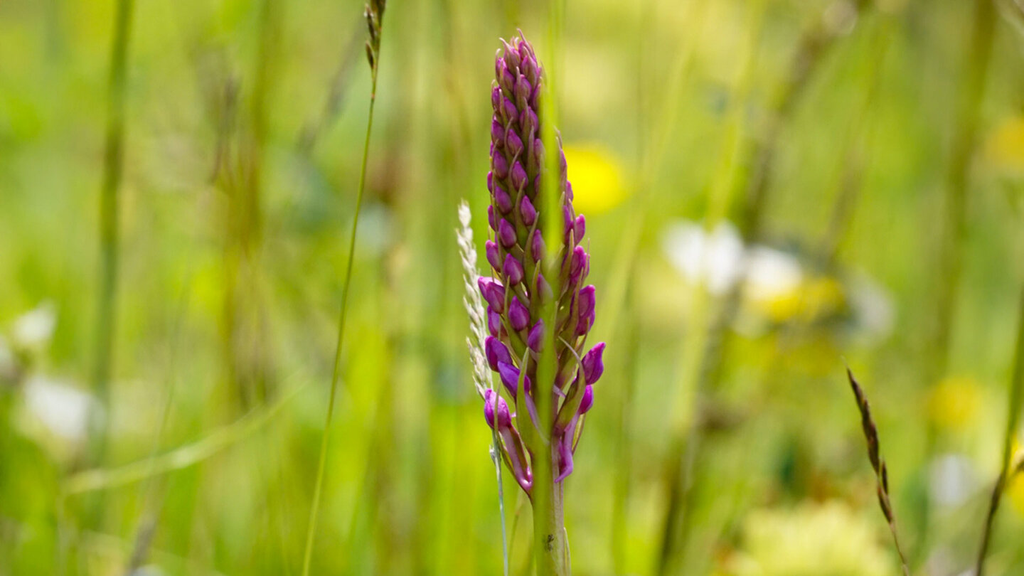 der Mücken-Händelwurz ist eine Orchideenart