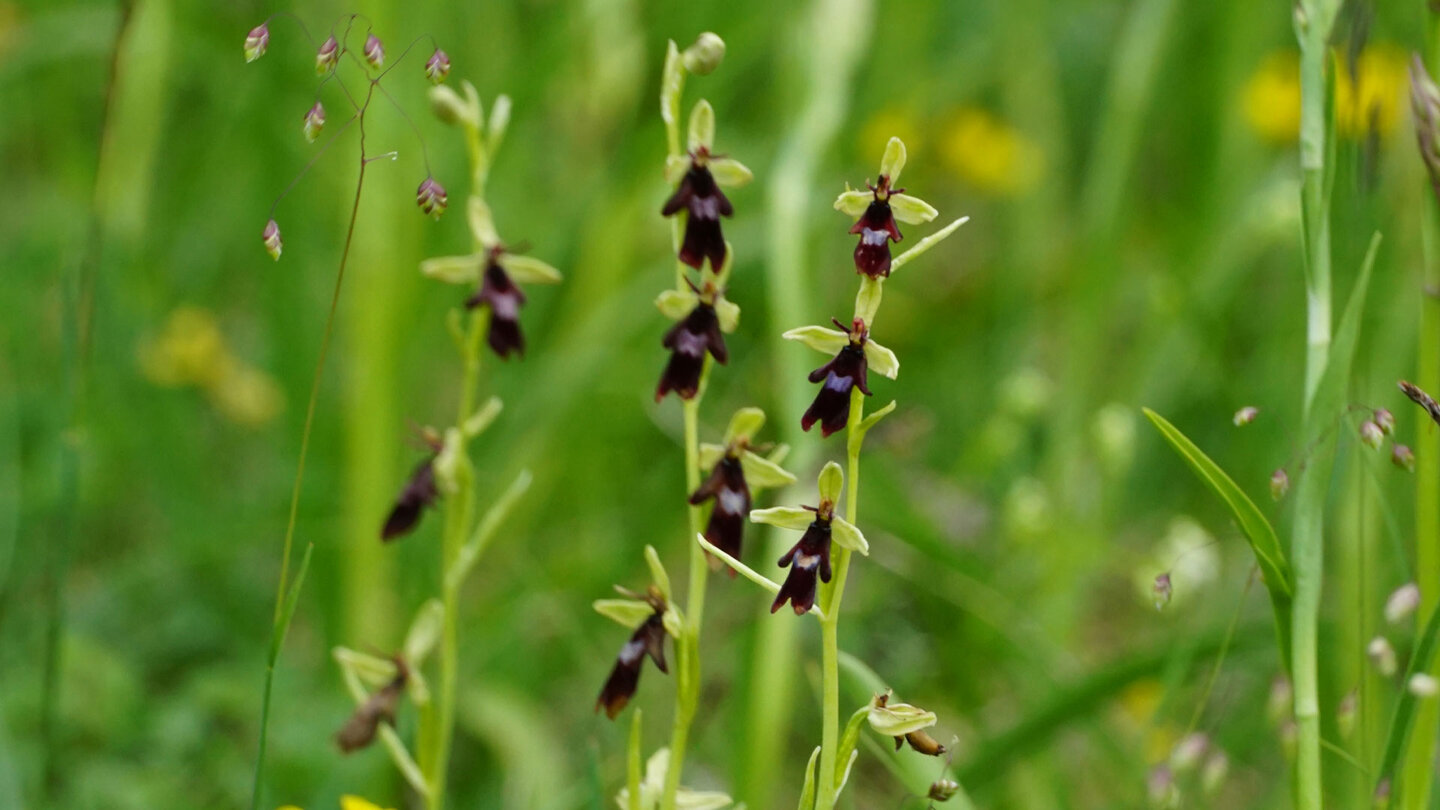 der Fliegen-Ragwurz gehört zu der Gattung der Orchideengewächse