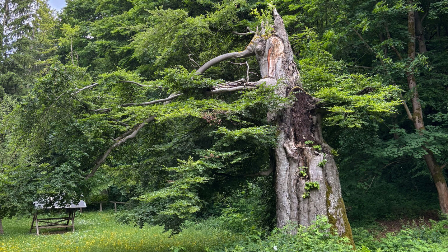 Naturdenkmal Rotbuche