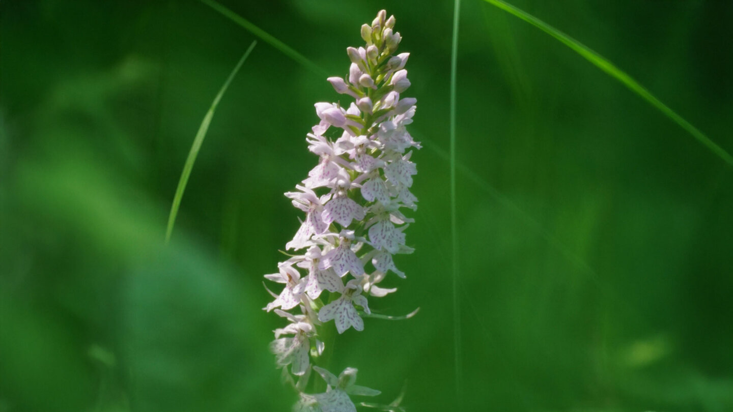 das Fuchs-Knabenkraut ist eine Blütenpflanze aus der Familie der Orchideengewächse