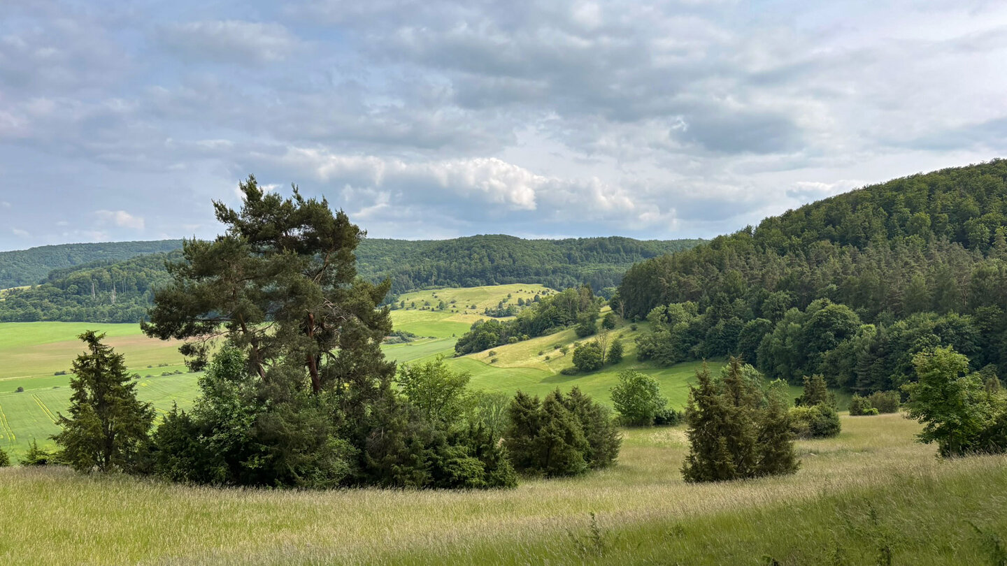 Blick über Wacholderbüsche Richtung Roßberg