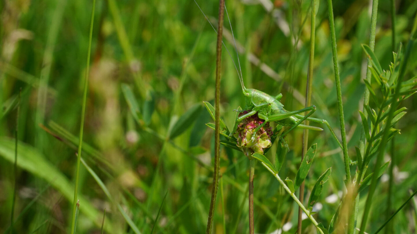 Plumpschrecke am Wegesrand
