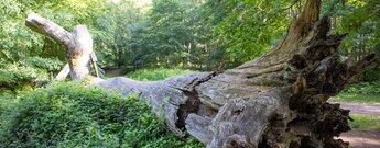 Überreste der Dicken Eiche als Mahnmal gegen Zerstörungswut