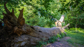 Naturdenkmal Dicke Eiche bei Hauenstein