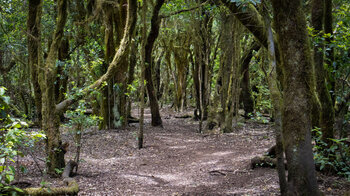 Wanderweg durch den subtropischen Urwald des Garajonay