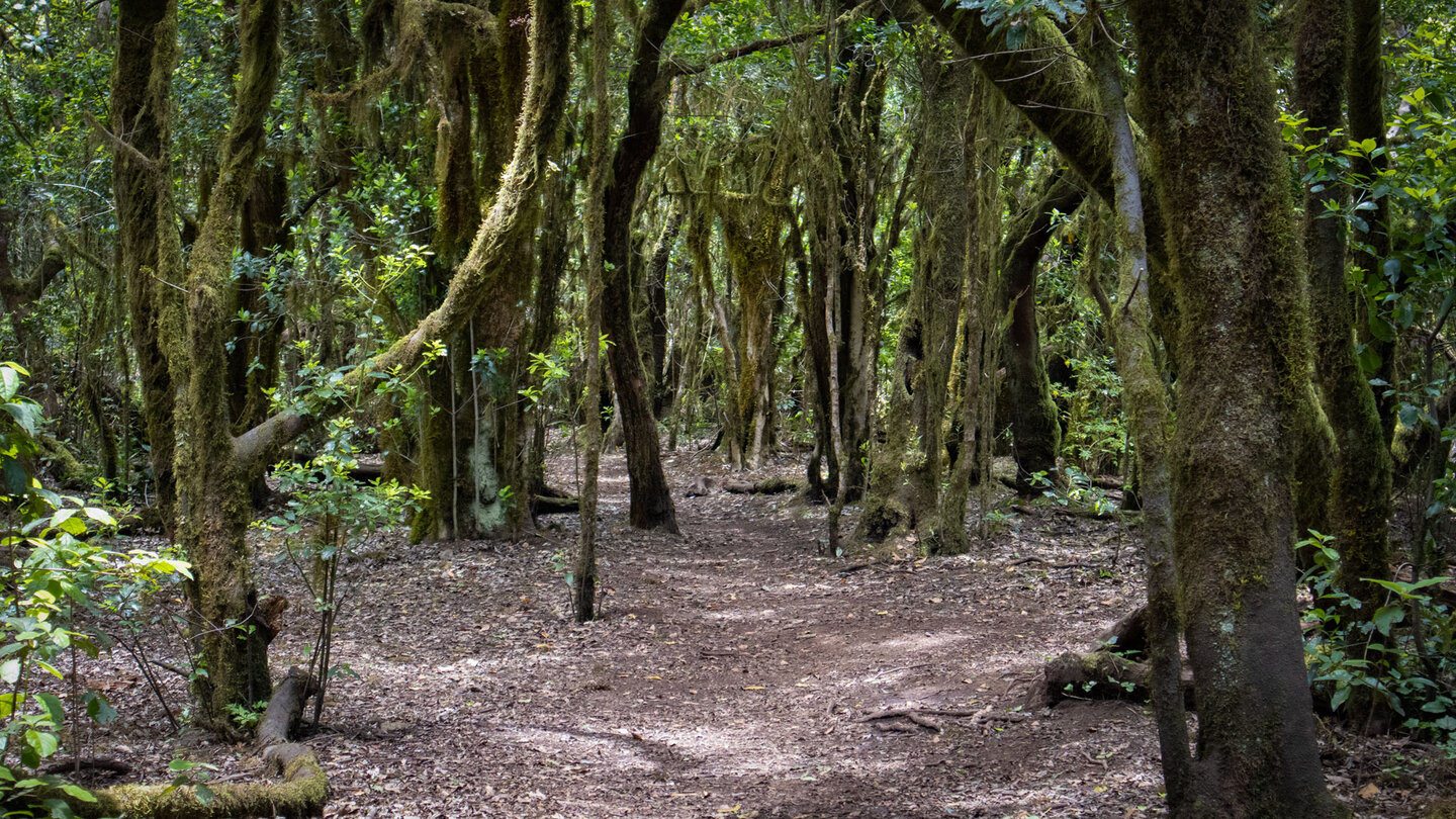 Wanderweg durch den subtropischen Urwald des Garajonay Wanderweg durch den subtropischen Urwald des Garajonay