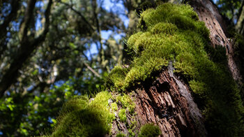 grüne Moospolster auf abgestorbenen Bäumen