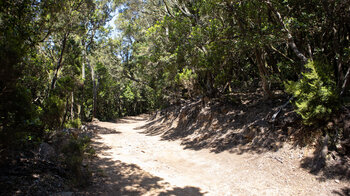 bequeme Route durch Baumheide-Sträucher am Wanderweg Cañada de Jorge