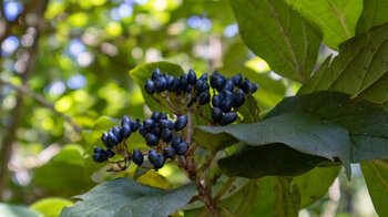 Früchte des Lorbeerblättrigen Schneeball (Viburnum tinus)