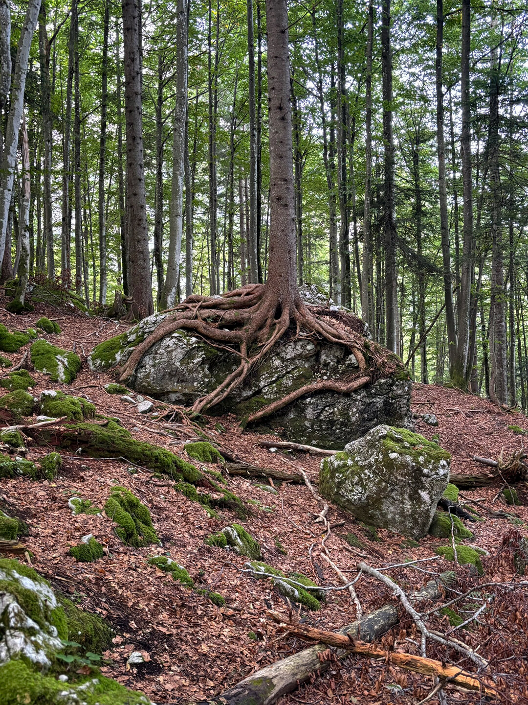 Baumwurzeln überwuchern einen Felsbrocken