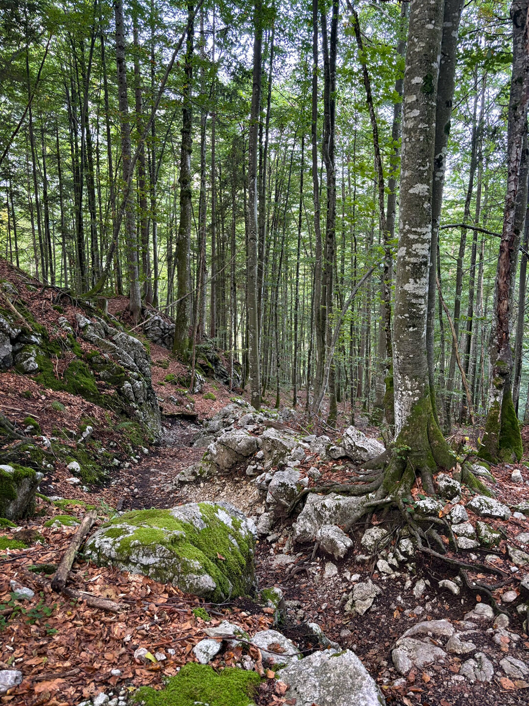 felsiger Waldpfad führt weiter Richtung Kaisertalhütte