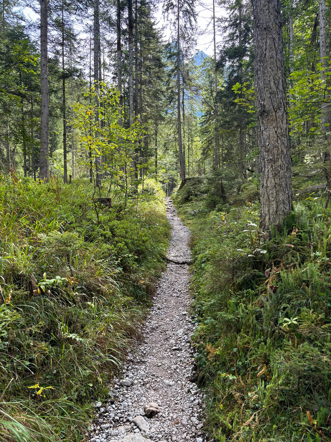 Weg im Waldstück zwischen Hans-Berger-Haus und Anton-Karg-Haus