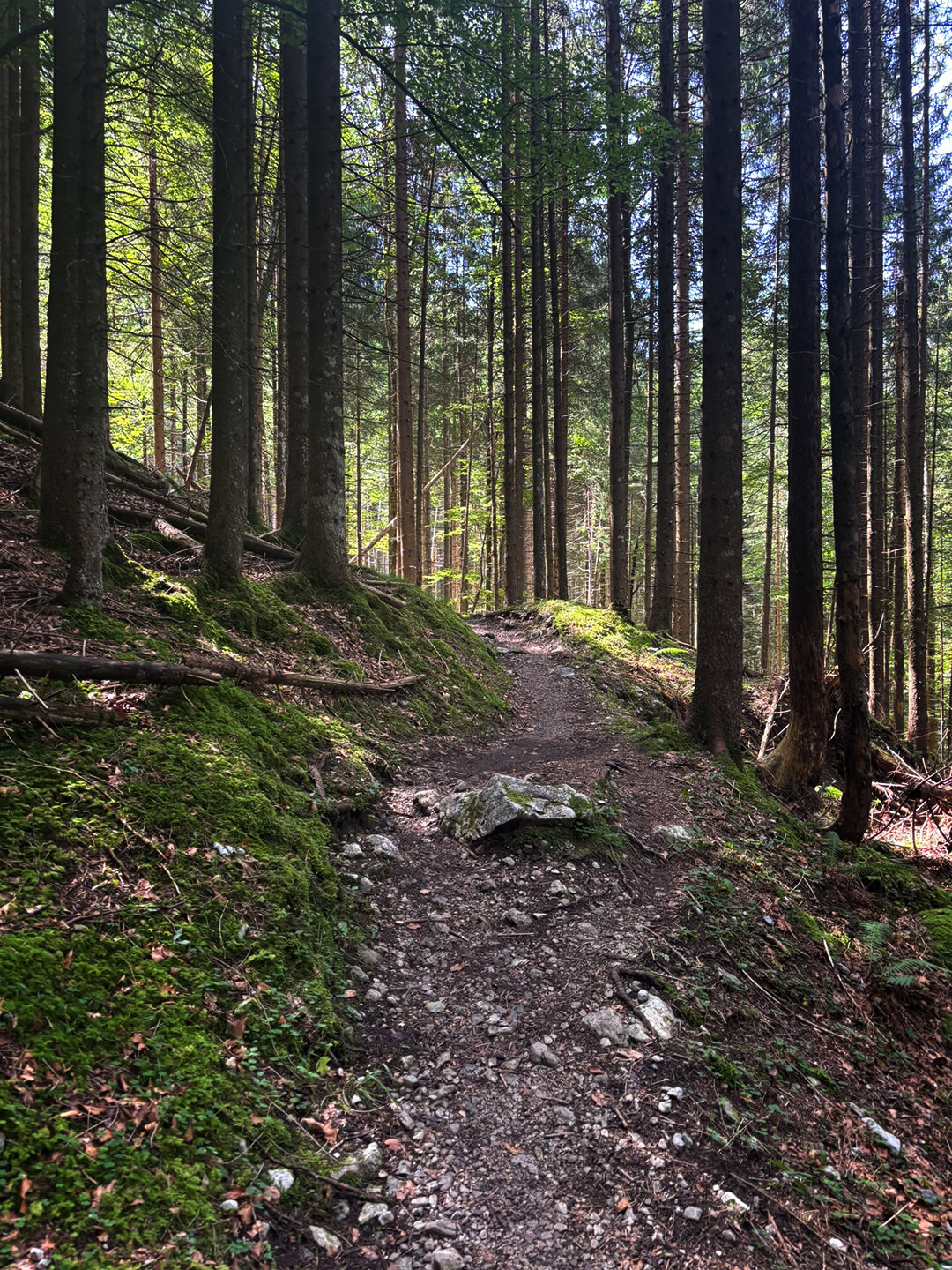 Wanderpfad durch den Wald zur Straßwalch Jagdhütte