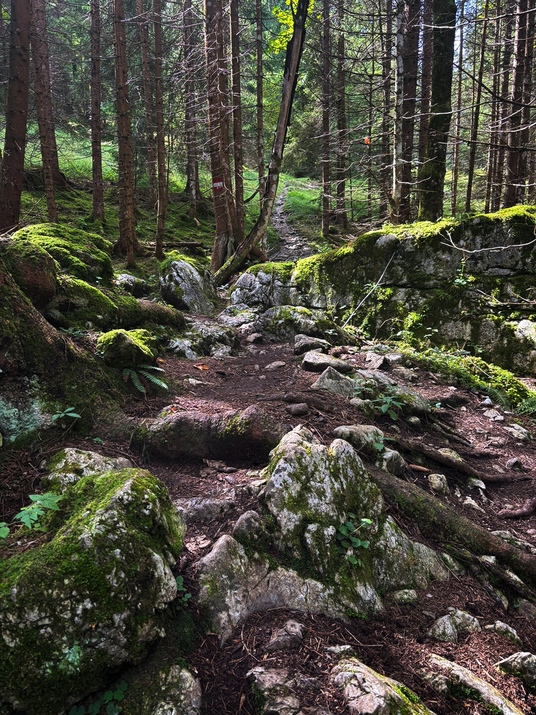 Wurzeln und felsige Abschnitte am Bettlersteig