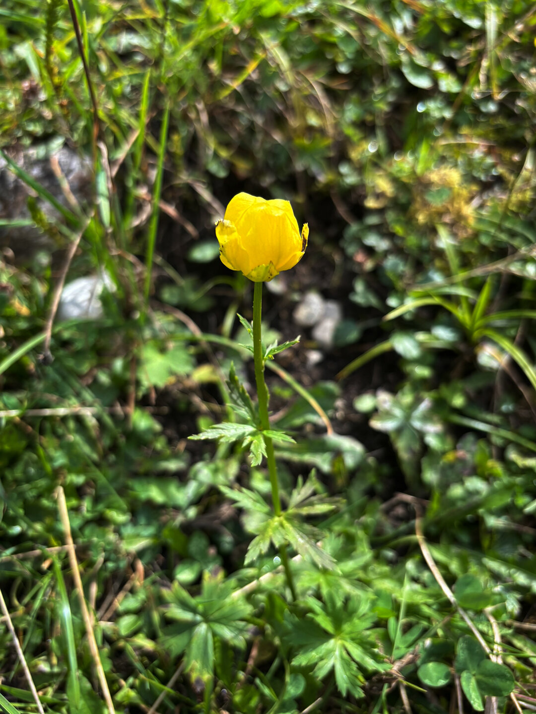 Trollblume am Wegesrand