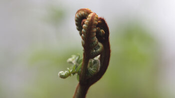 eine Farn-Knospe aus der Nähe im Lorbeerwald Los Tilos auf La Palma