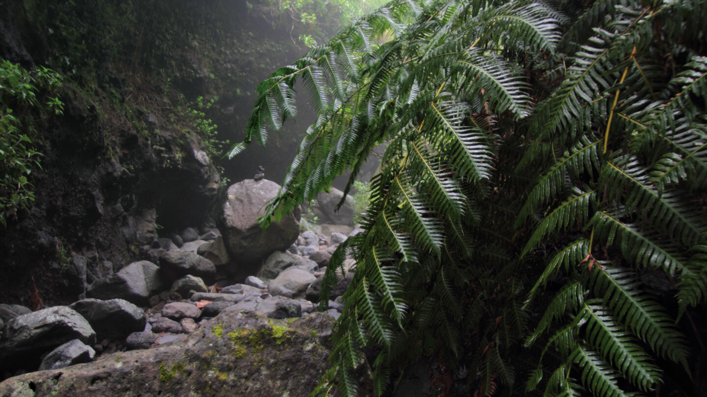 an den Hängen im Los Tilos Lorbeerwald auf La Palma findet sich Wurzelnder Kettenfarn in verblüffender Größe