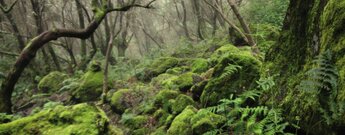 verträumte Pfade durch den Lorbeerwald Los Tilos auf La Palma