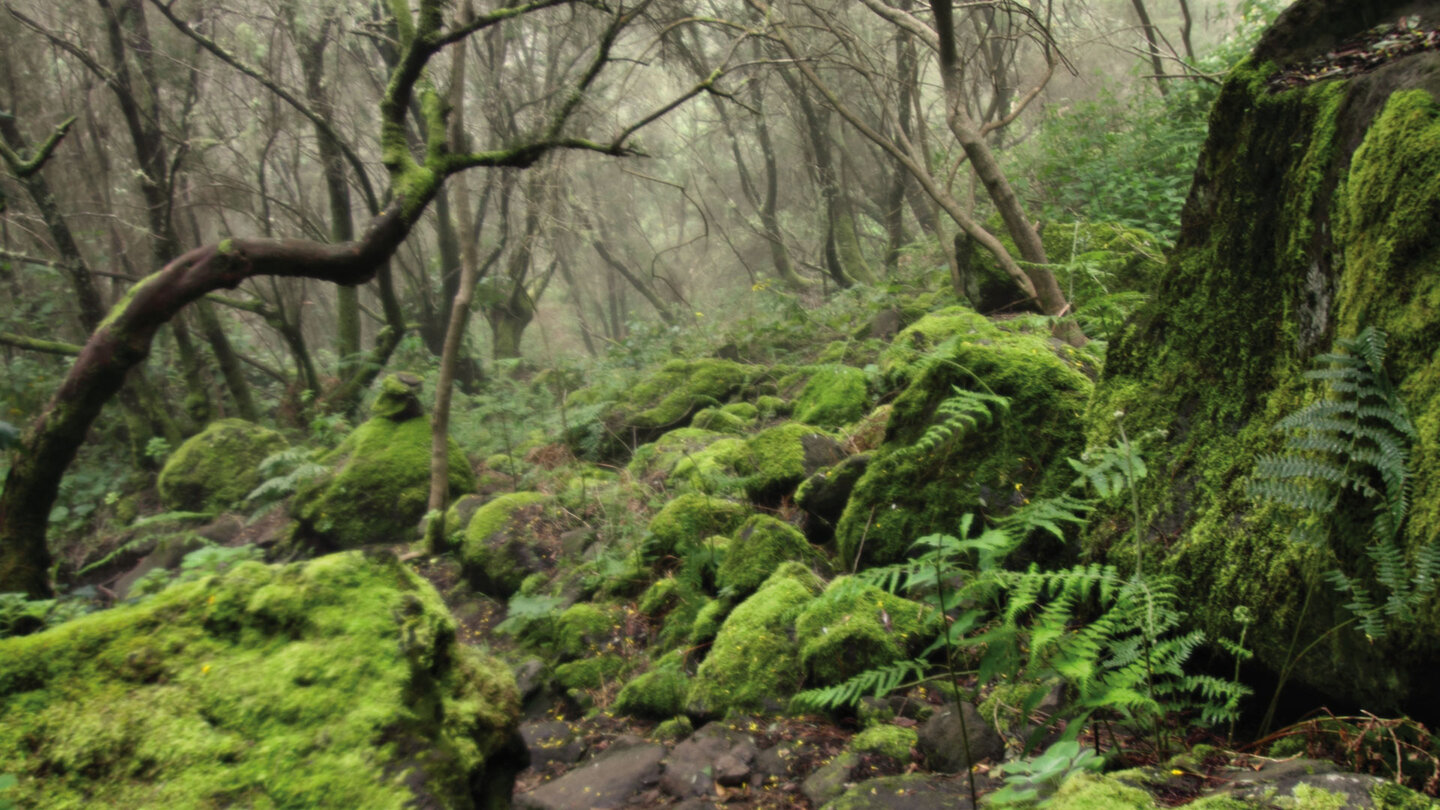 verträumte Pfade durch den Lorbeerwald Los Tilos auf La Palma