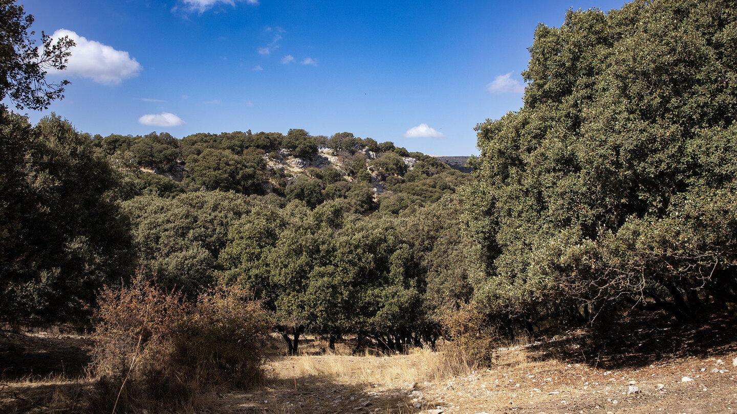 Wanderung durch Steineichenwälder
