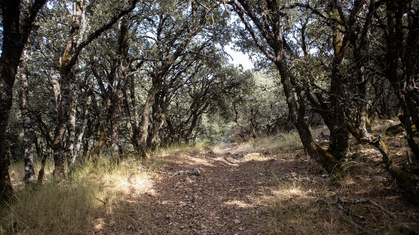 Zauberwald aus Moosen und Flechten