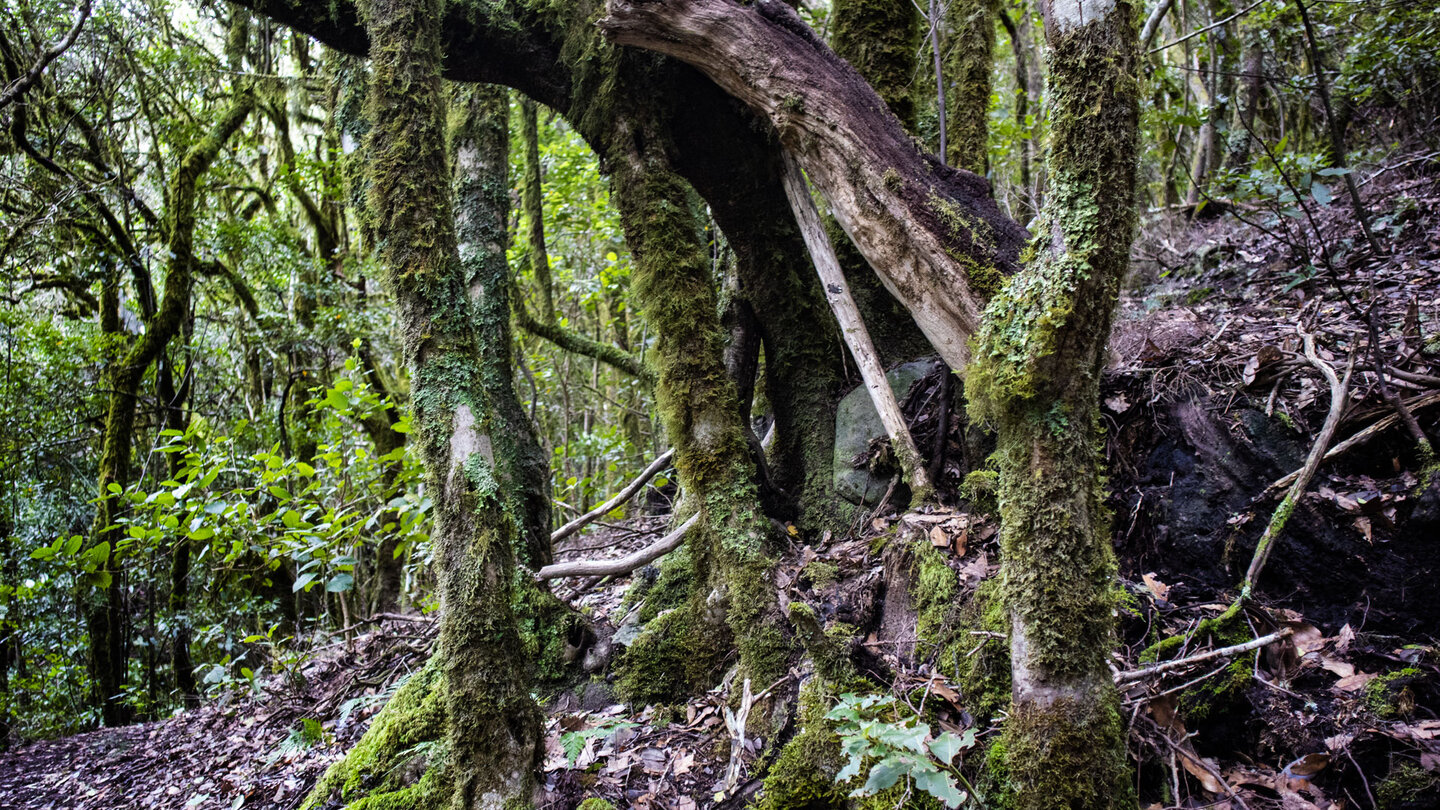 Einblicke in den immergrünen feuchten Lorbeerwald entlang der Wanderung