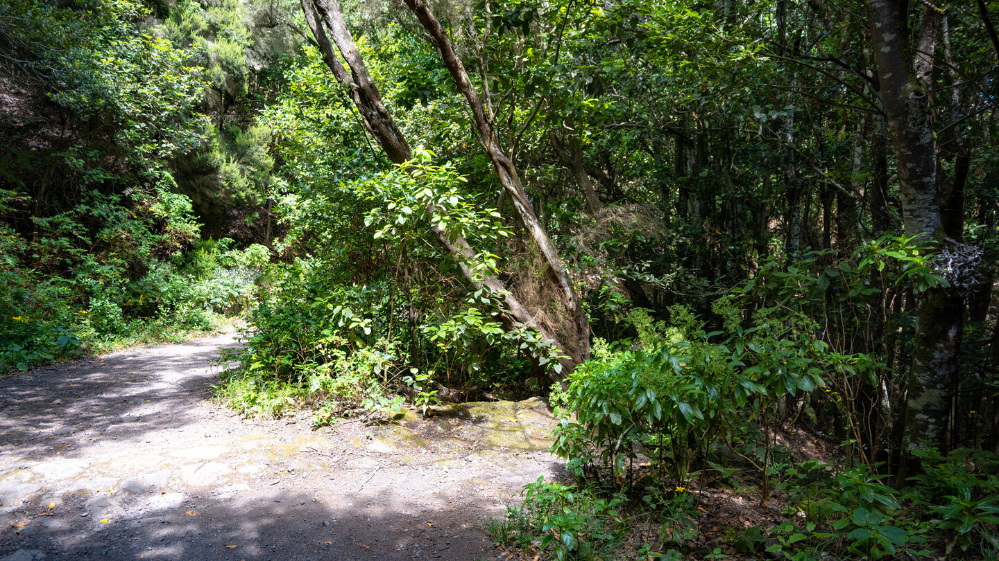 die Wanderung führt durch üppige Lorbeerwald-Vegetation