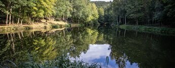 Länglicher Weiher im Bottental mit dicht bewaldeten Ufern auf beiden Seiten, Schilf im Vordergrund und bewölktem Himmel über den Baumwipfeln